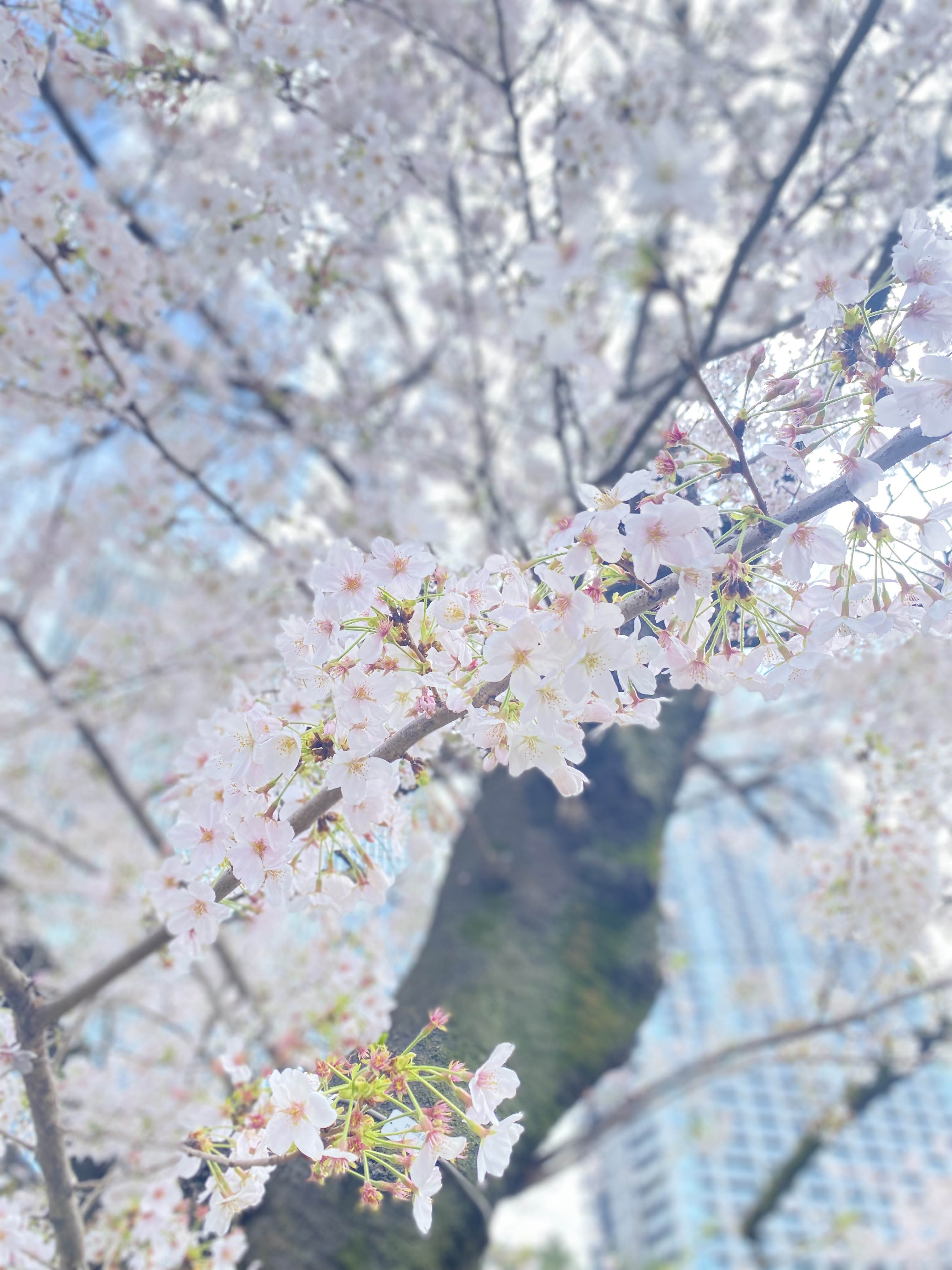 入社式 株式会社KIDS POWER|株式会社キッズパワー|スポーツクラブ